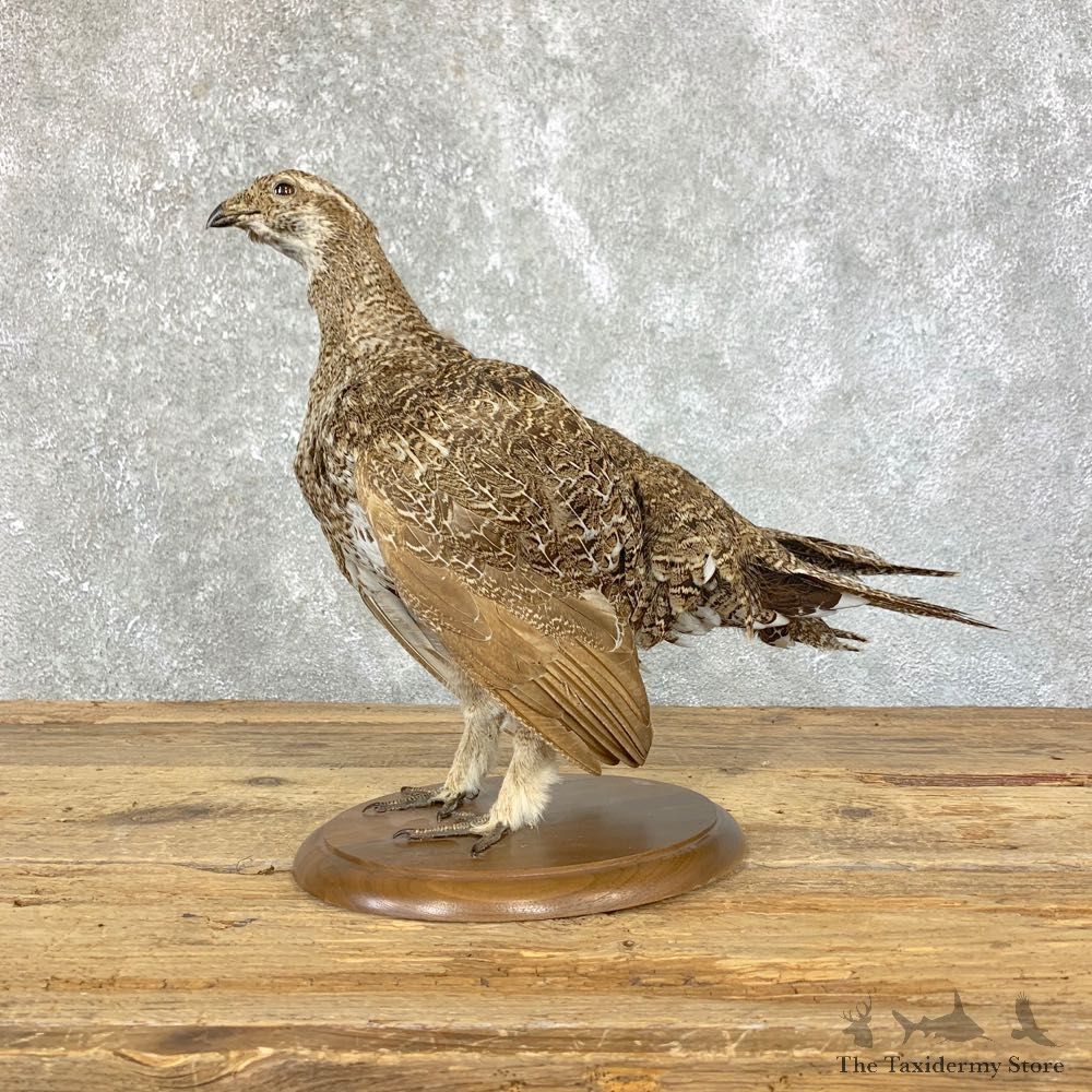 Sage Grouse Bird Mount For Sale #23921 @ The Taxidermy Store