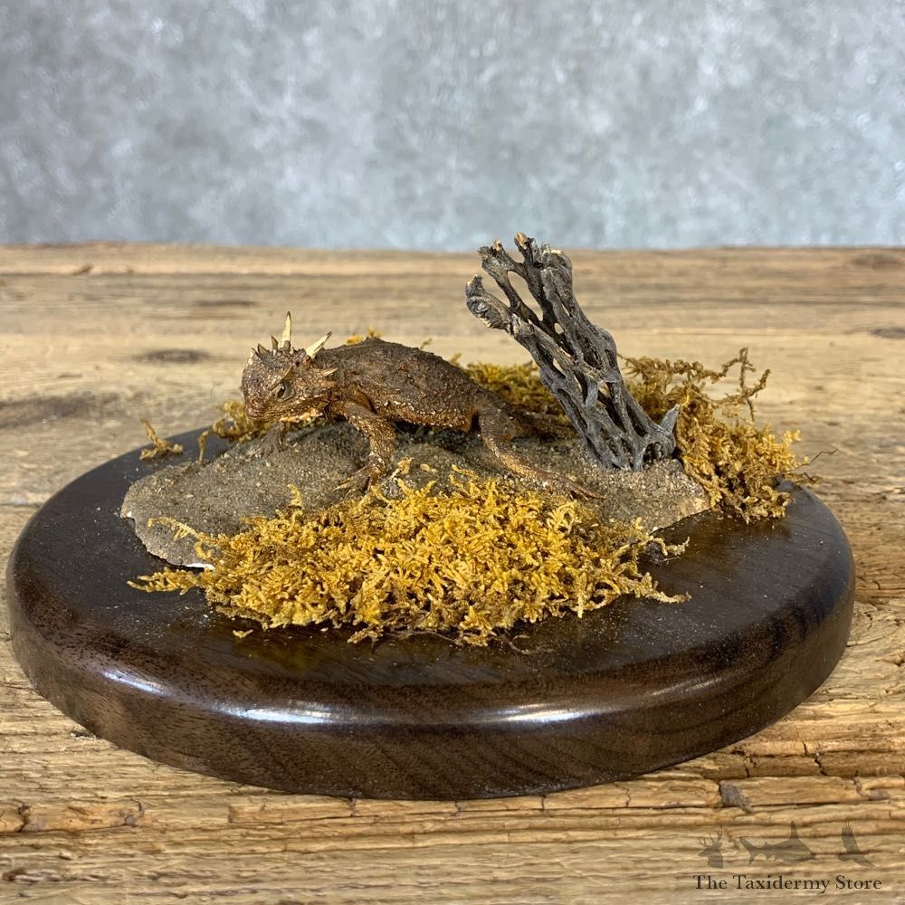 Horny Toad Taxidermy Mount For Sale #21376 @ The Taxidermy Store