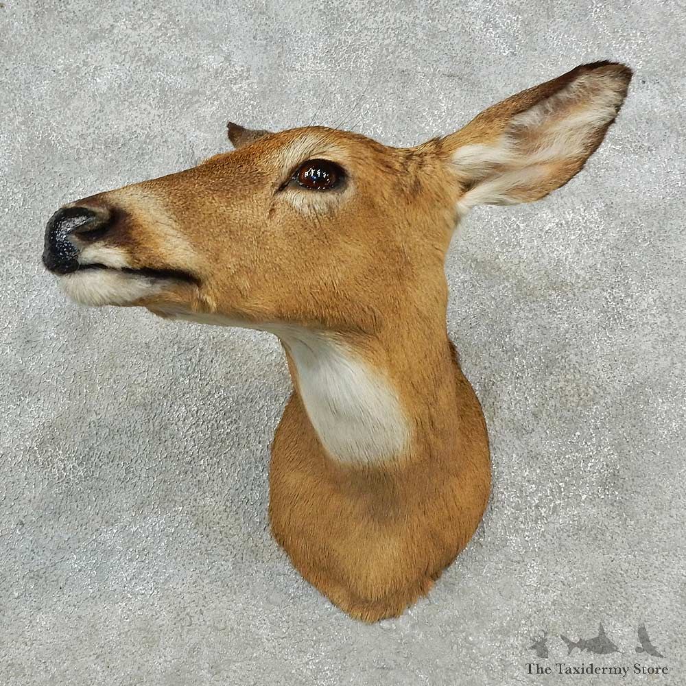 Whitetail Deer Doe Shoulder Mount For Sale #16974 @ The Taxidermy Store