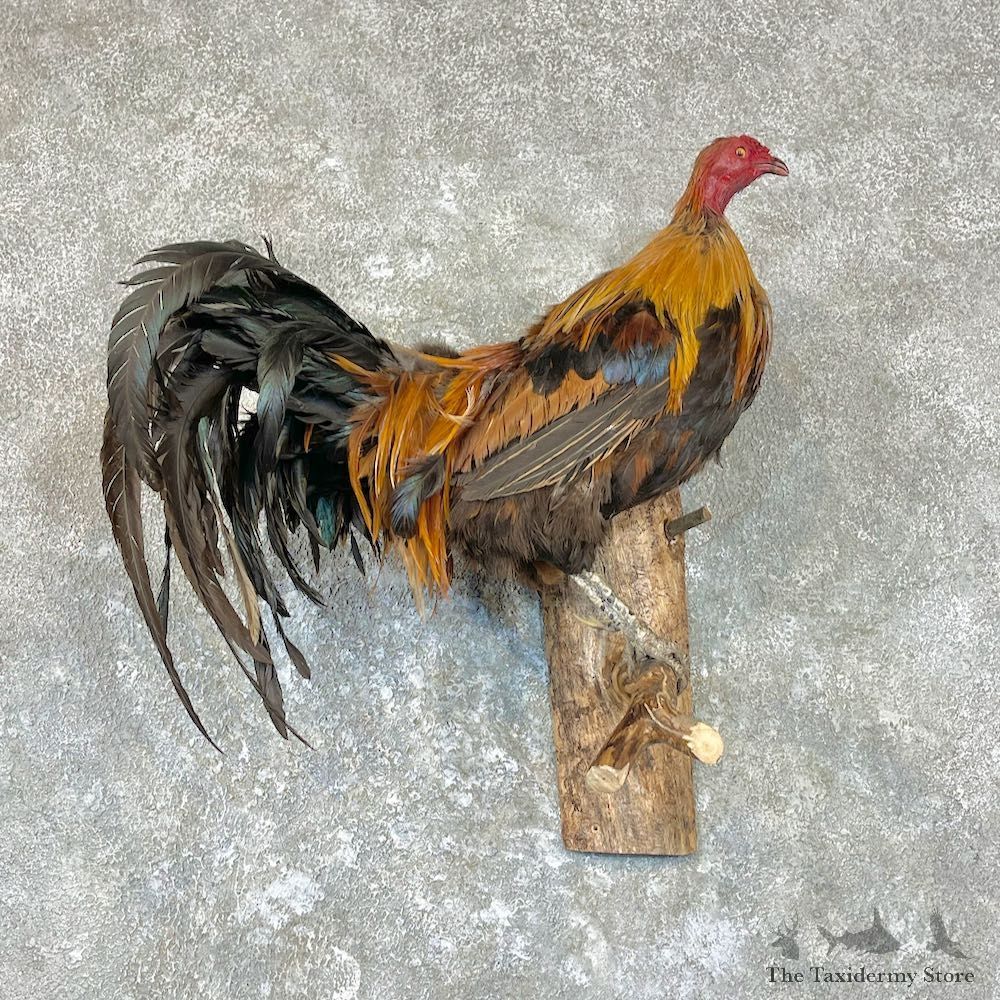 Domestic Chicken Rooster Bird Mount For Sale #26701 @ The Taxidermy Store