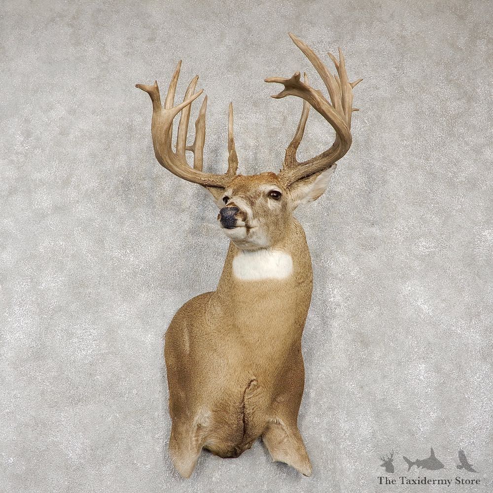 Whitetail Deer Shoulder Taxidermy Mount For Sale #18765 @ The Taxidermy Store