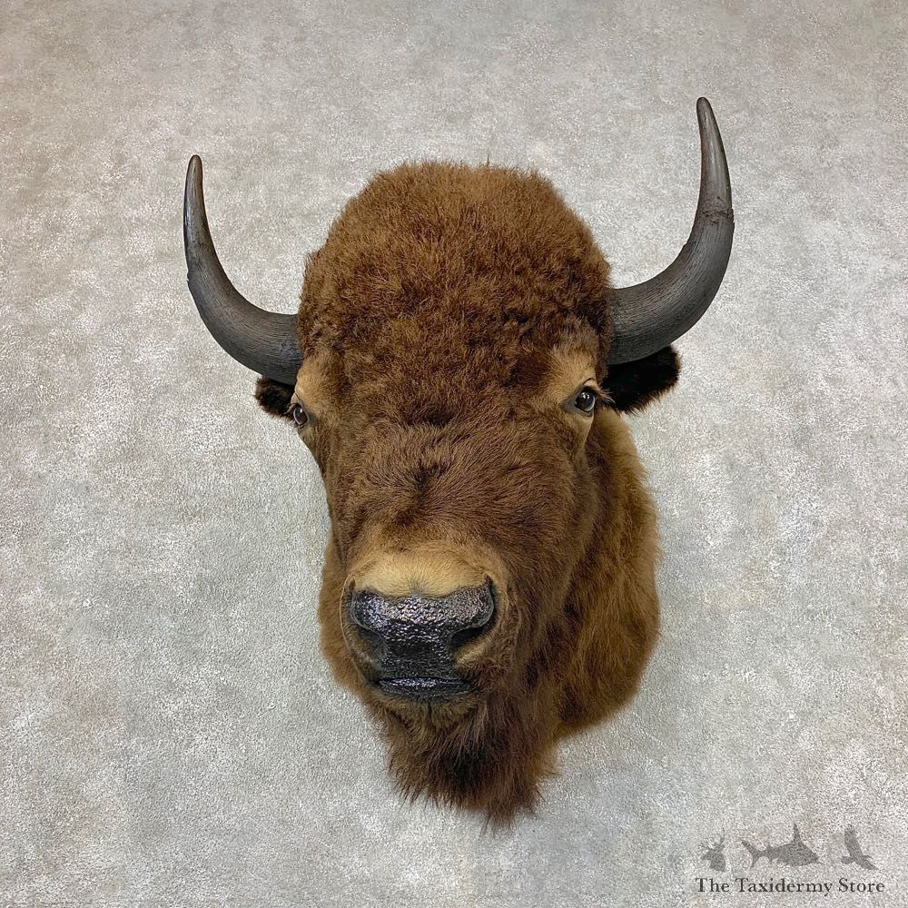 American Buffalo Shoulder Taxidermy Mount For Sale #21533 @ The Taxidermy Store