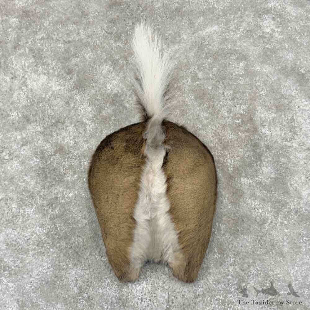 Whitetail Deer Rump Novelty Mount For Sale #32114 @ The Taxidermy Store