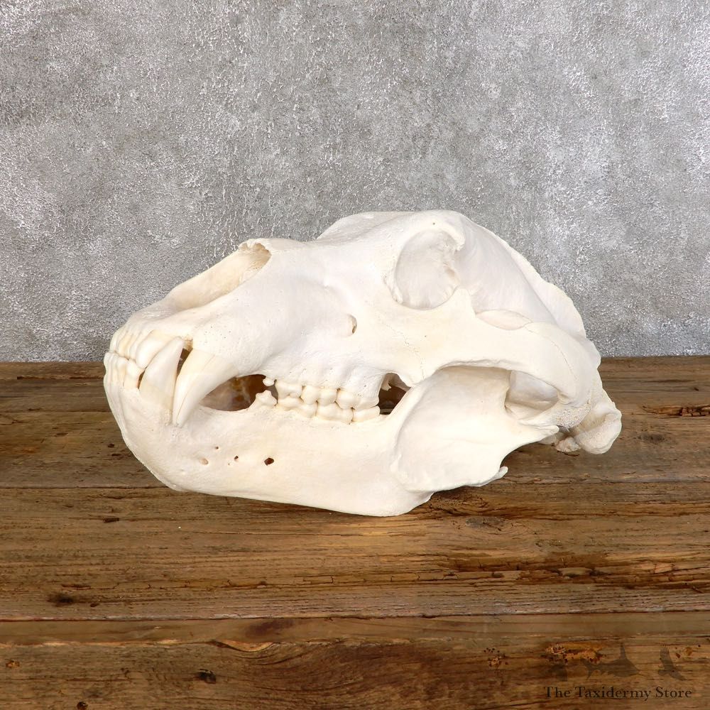 Brown Bear Life-Size Mount For Sale #18550 @ The Taxidermy Store