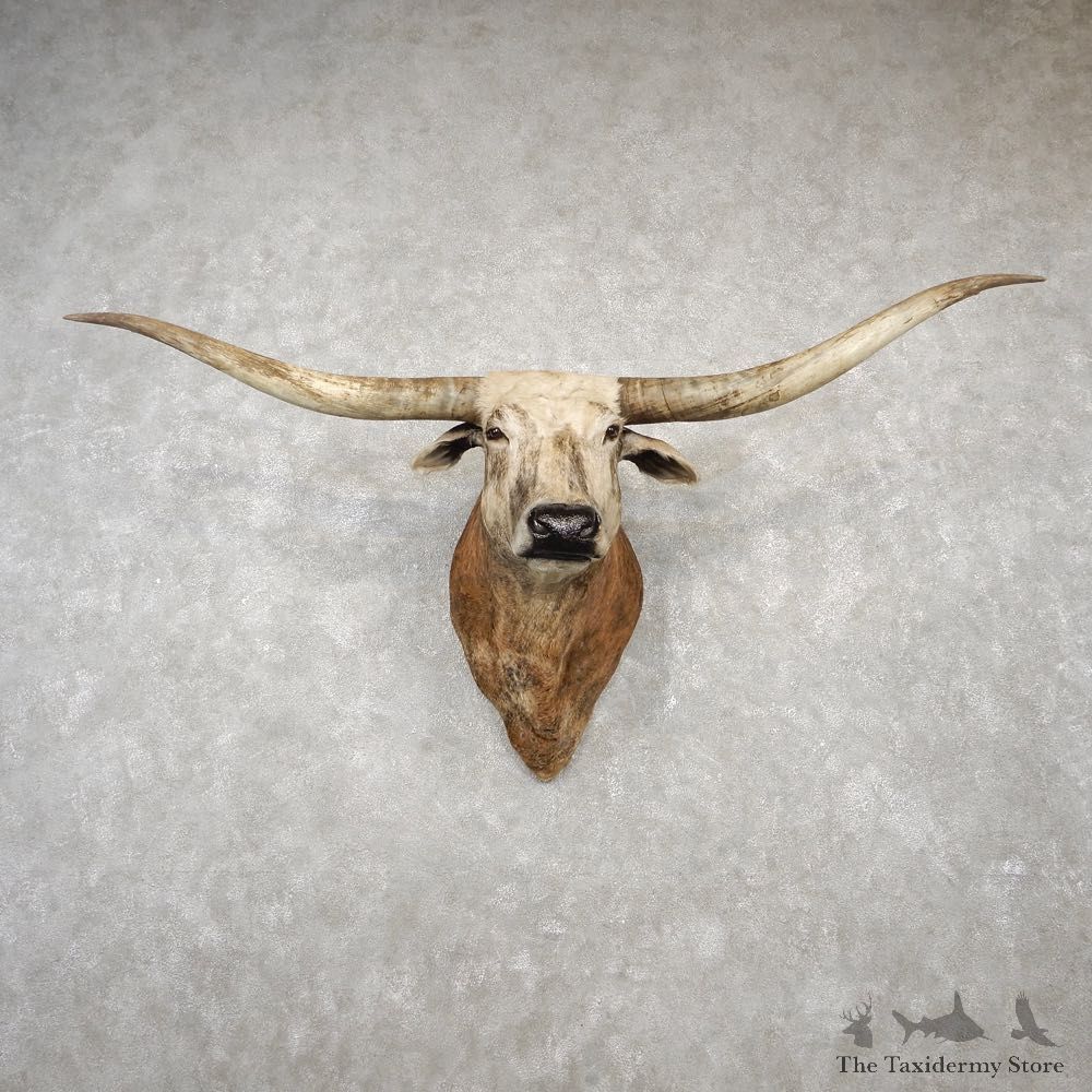 Texas Longhorn Shoulder Mount For Sale #18782 @ The Taxidermy Store