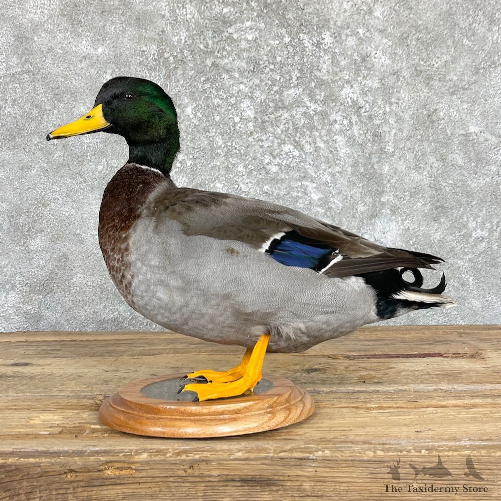 Mallard Duck Drake Taxidermy Mount For Sale #26450 - The Taxidermy Store
