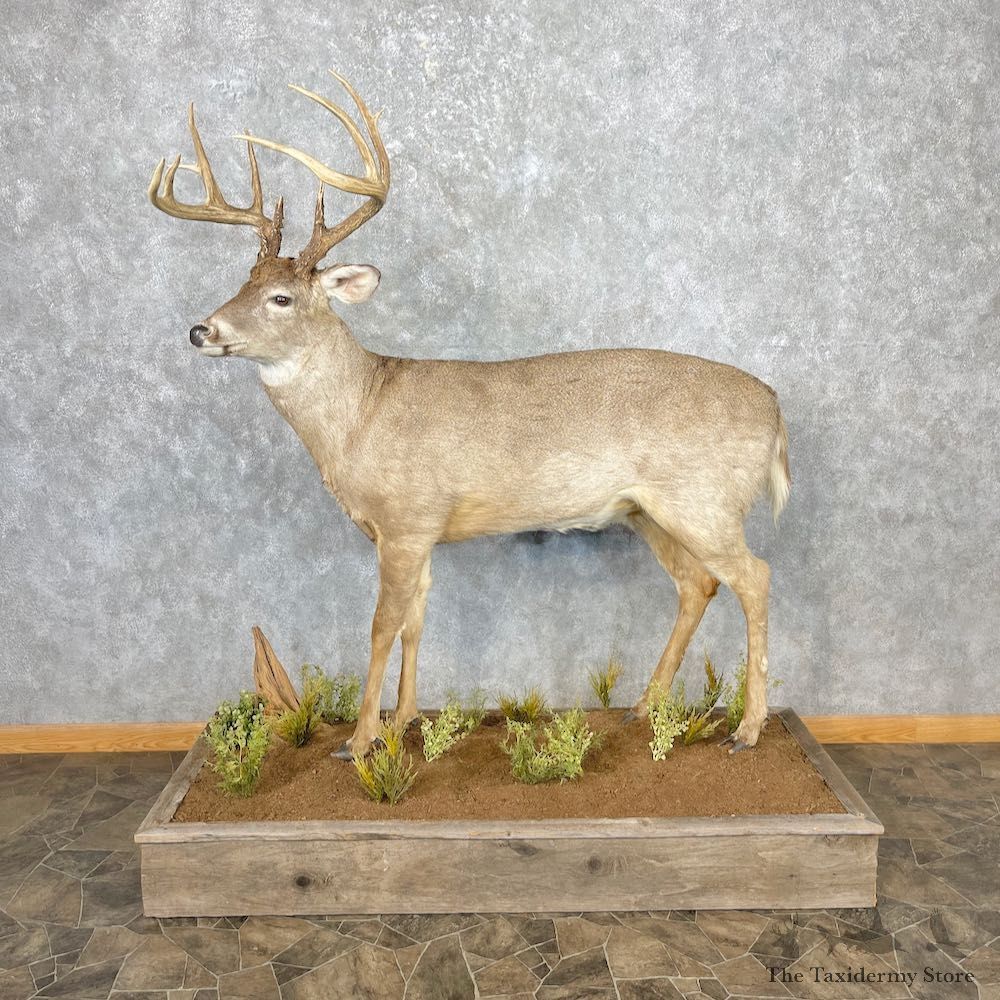 Whitetail Deer Life-Size Mount For Sale #26879 @ The Taxidermy Store