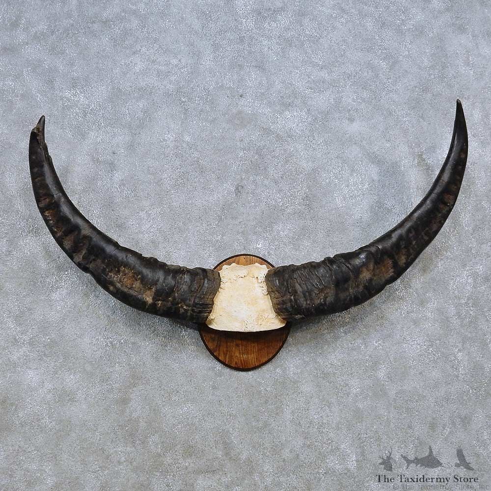Water Buffalo Skull European Mount For Sale #14535 @ The Taxidermy Store