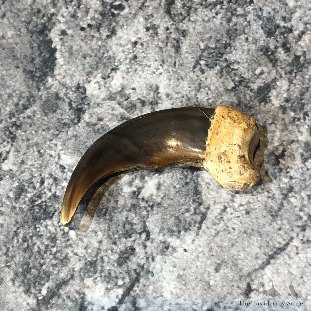 Grizzly Bear Claw For Sale #18809 @ The Taxidermy Store