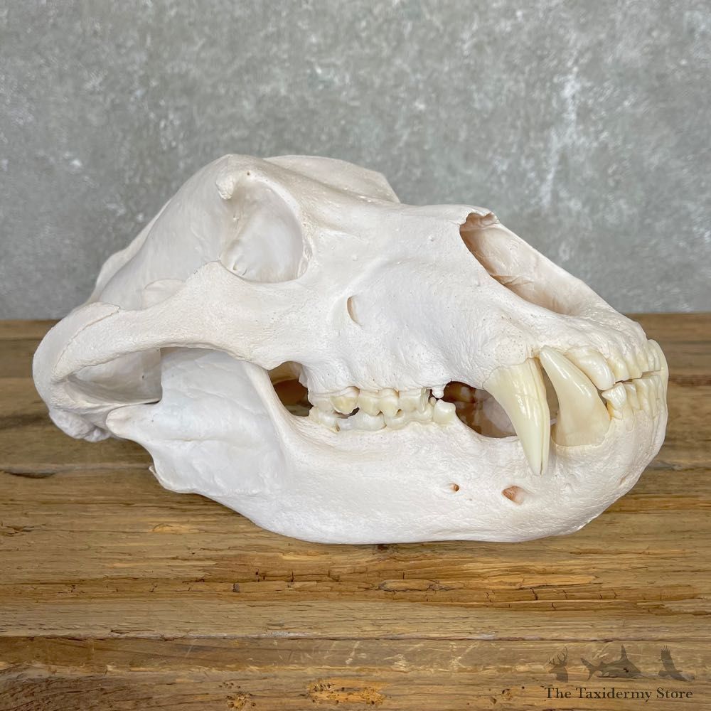 British Columbia Grizzly Bear Skull Mount For Sale #24576 @ The Taxidermy Store