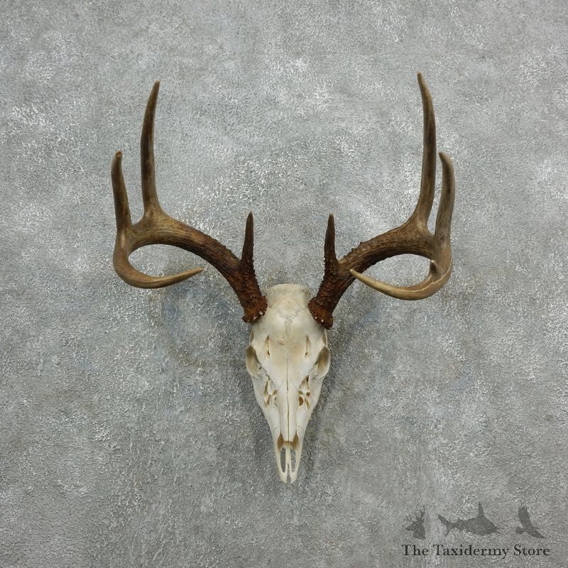 Whitetail Deer Skull European Mount For Sale #18090 @ The Taxidermy Store