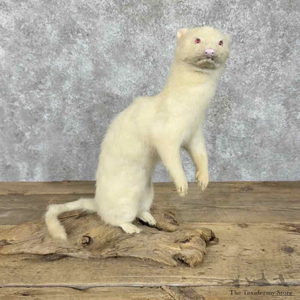 Albino Mink Life-Size Mount For Sale #30566 @ The Taxidermy Store