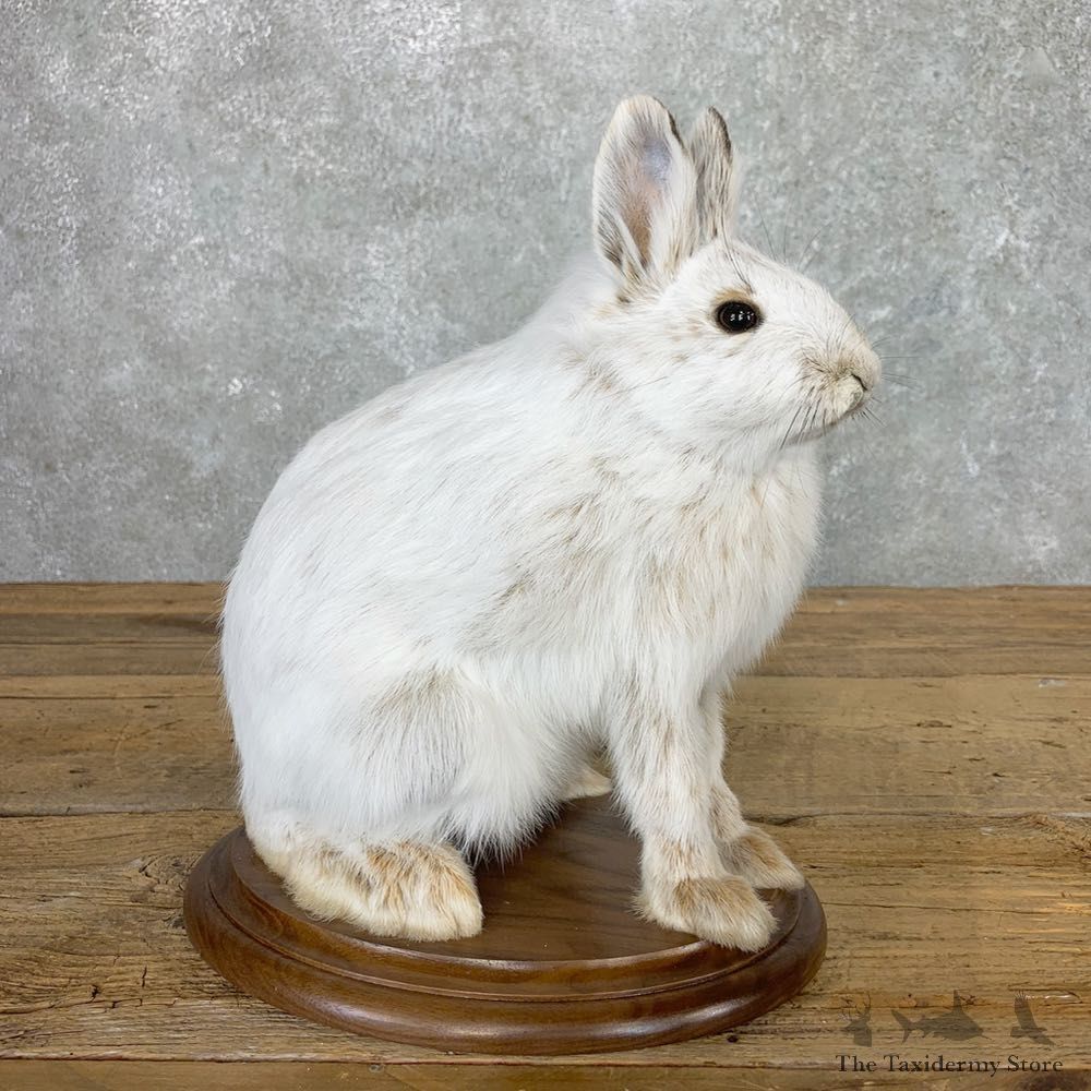Snowshoe Hare Rabbit Mount #22150 For Sale @ The Taxidermy Store