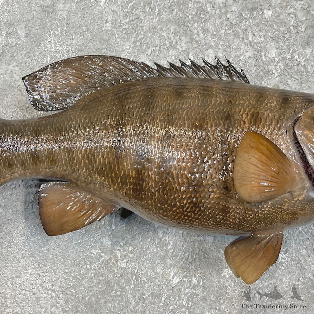 Smallmouth Bass Fish Mount For Sale #27541 @ The Taxidermy Store