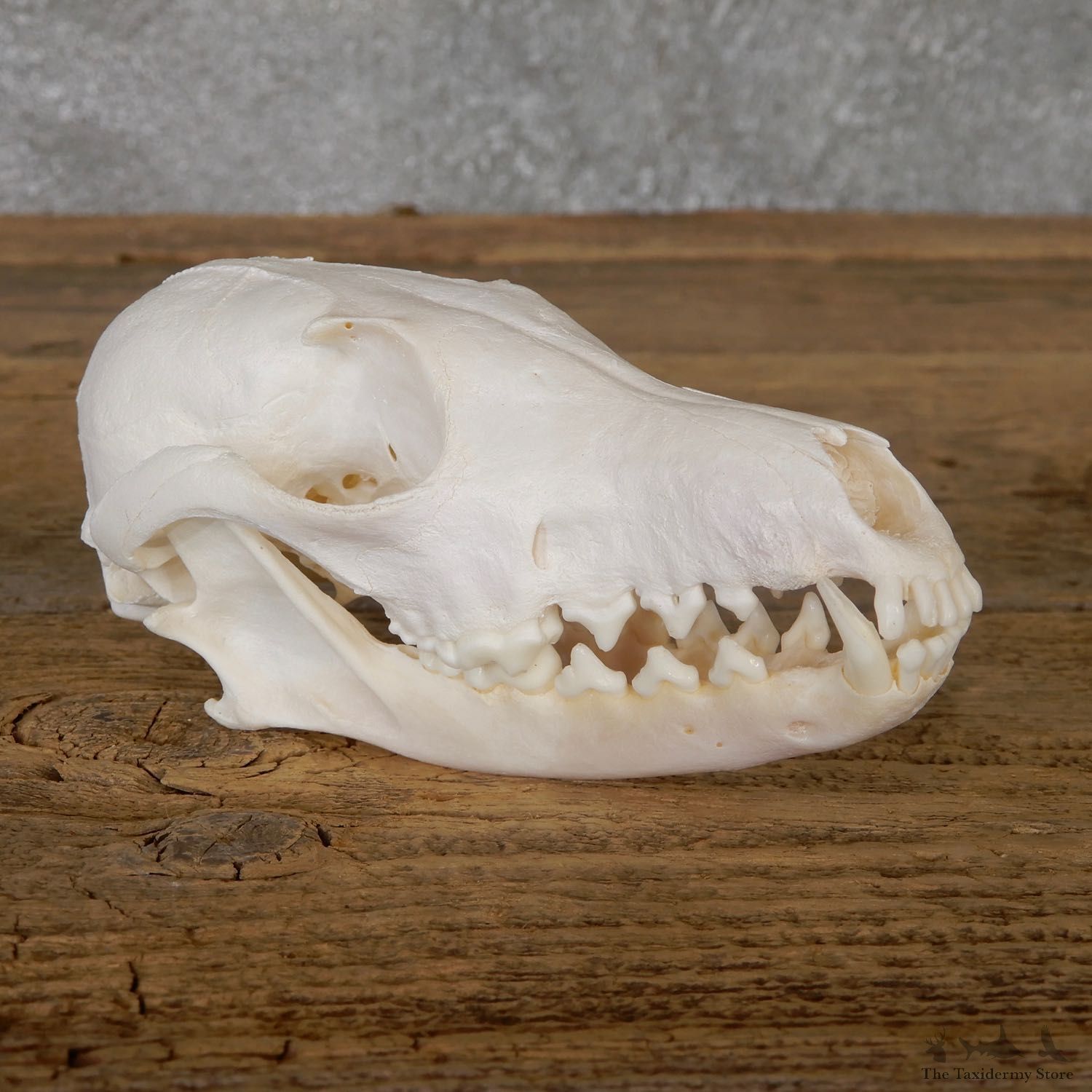 Arctic Fox Skull Mount For Sale #19272 @ The Taxidermy Store