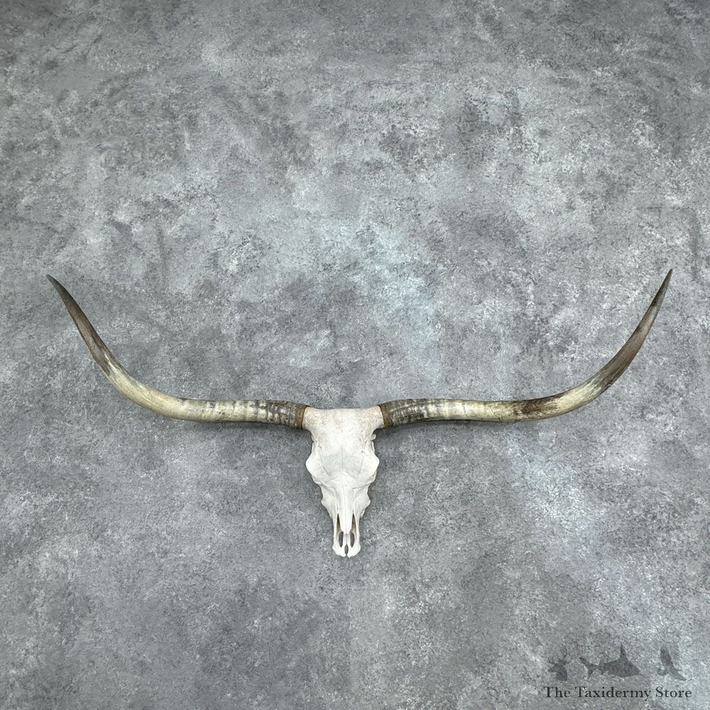 Longhorn Steer Skull European Mount For Sale #32409 @ The Taxidermy Store