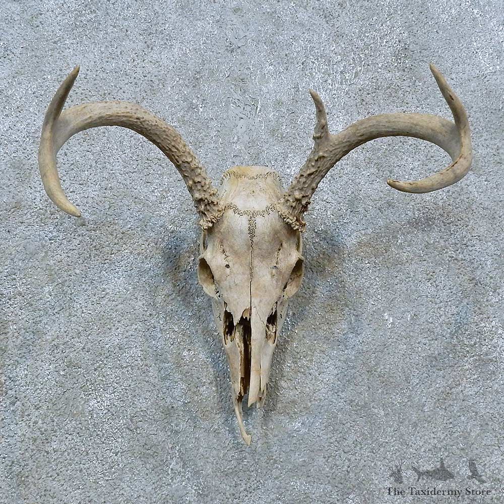 Whitetail Deer Skull Antler European Mount For Sale #15366 @ The Taxidermy Store