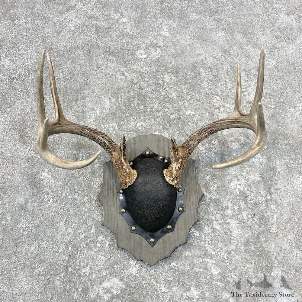 Whitetail Deer Antler Plaque Mount For Sale #26855 @ The Taxidermy Store