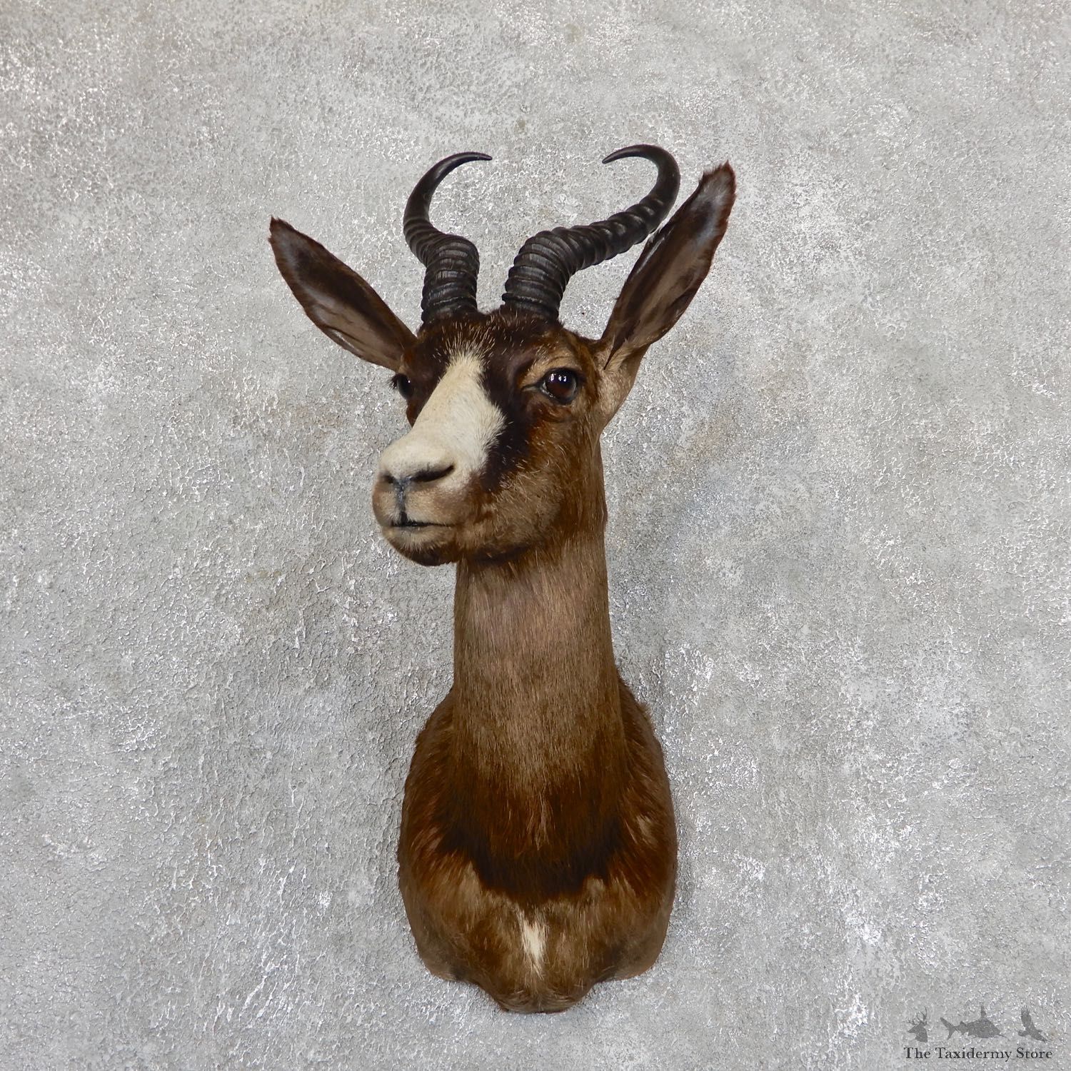 Chocolate Springbok Shoulder Mount For Sale #19633 @ The Taxidermy Store