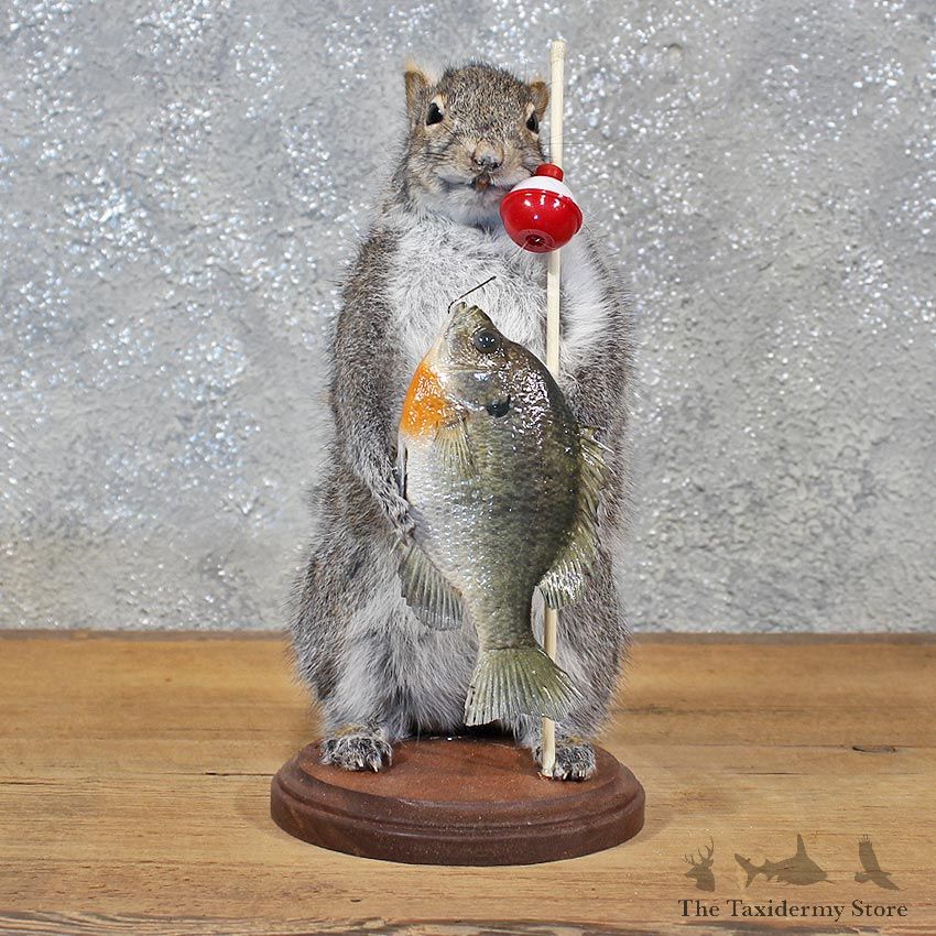 Novelty Fishing Gray Squirrel Mount #11936 For Sale @ The Taxidermy Store