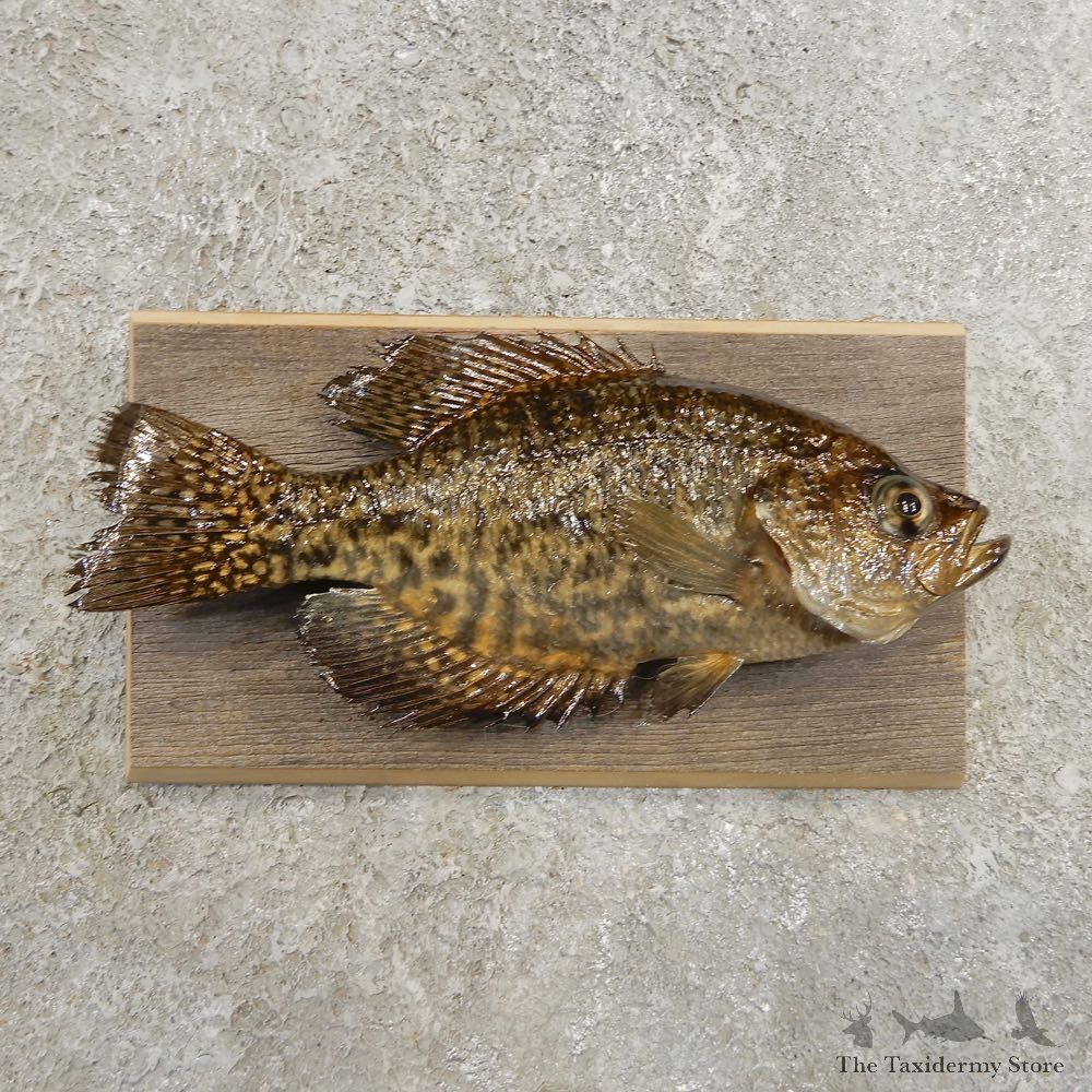 Black Crappie Taxidermy Fish Mount #20979 For Sale @ The Taxidermy Store