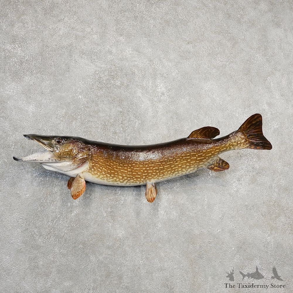 Northern Pike Fish Taxidermy Mount For Sale #21100 @ The Taxidermy Store