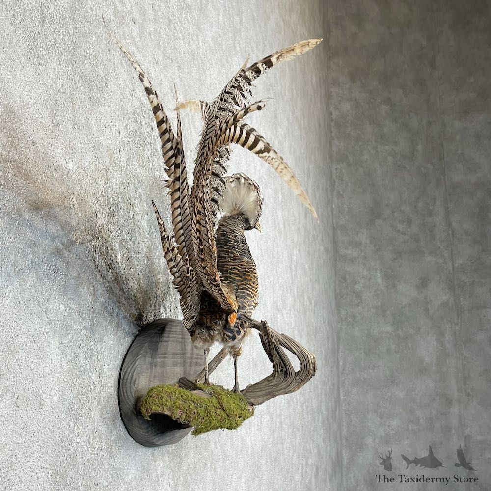 Lady Amherst Pheasant Taxidermy #26006 For Sale @ The Taxidermy Store