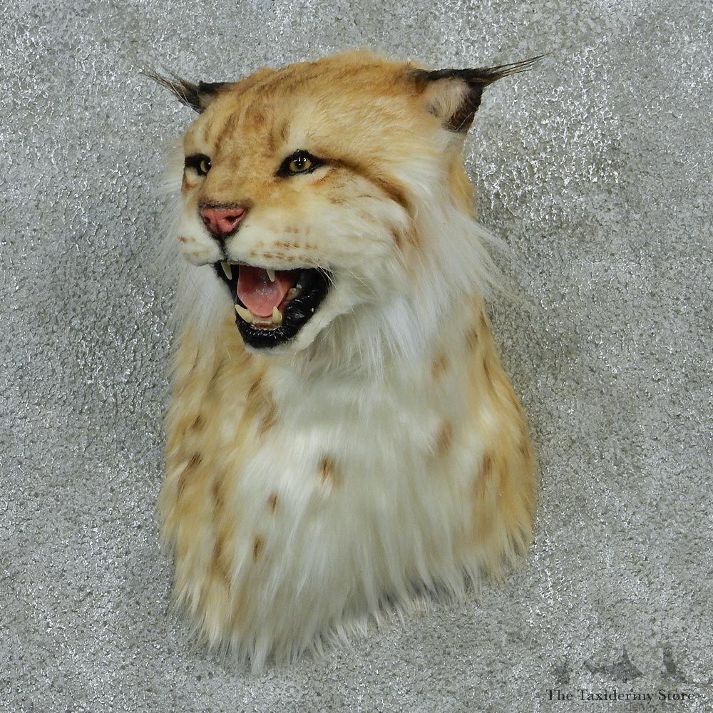 Eurasian Lynx Taxidermy Shoulder Mount #12905 For Sale @ The Taxidermy Store