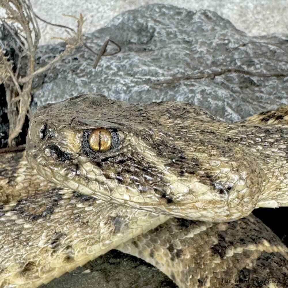 Eastern Diamondback Rattlesnake Mount For Sale #31125 @ The Taxidermy Store