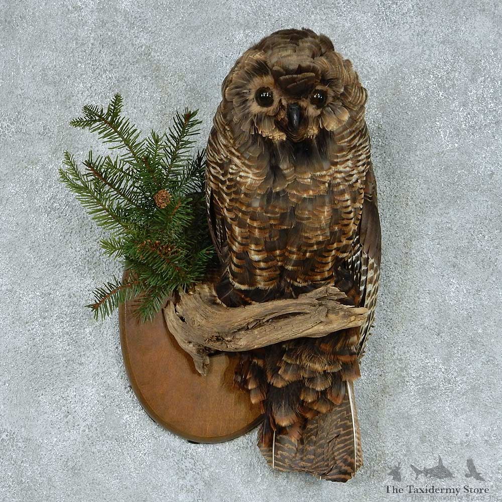 Reproduction Barred Owl Life Size Mount #13448 For Sale @ The Taxidermy Store