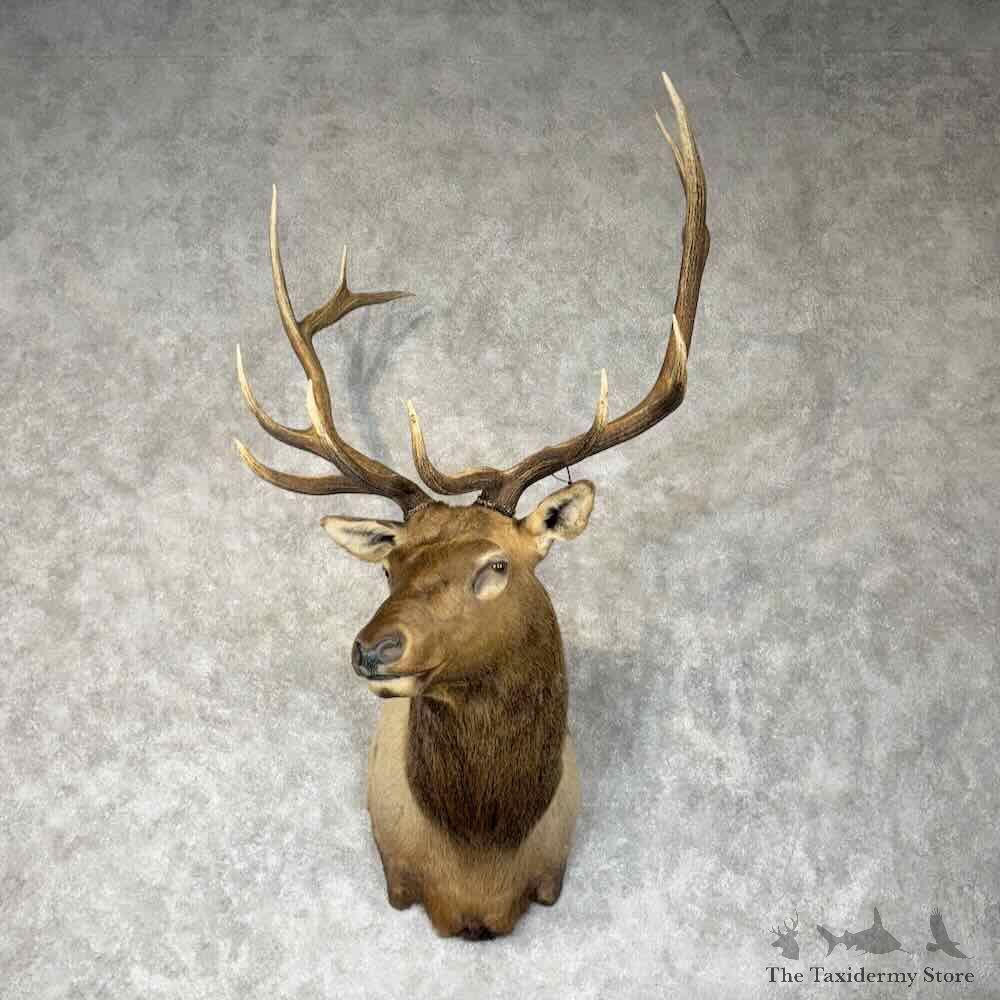 Rocky Mountain Elk Shoulder Mount For Sale #30496 @ The Taxidermy Store