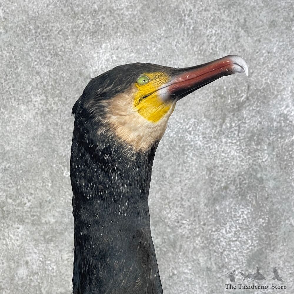 Japanese Cormorant Pair Mount For Sale #27963 @ The Taxidermy Store