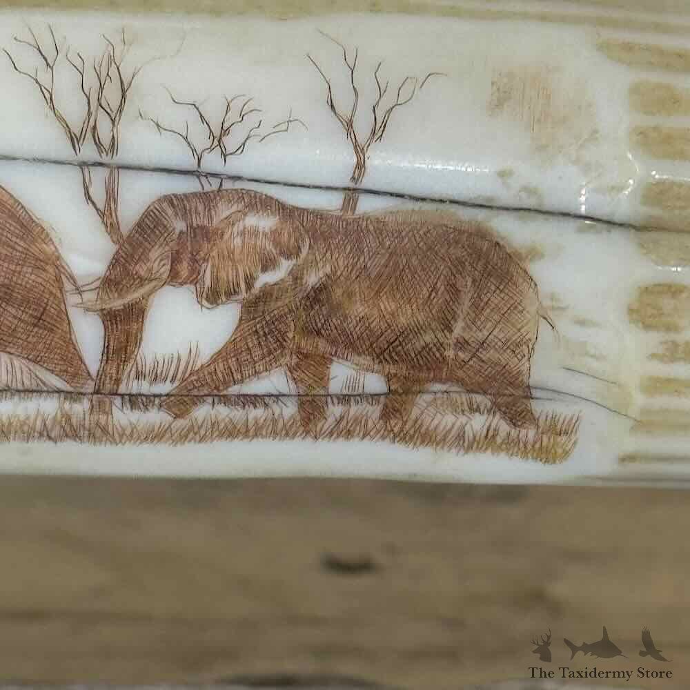 Hippopotamus Tooth Scrimshaw Safari Decor For Sale #31137 @ The Taxidermy Store