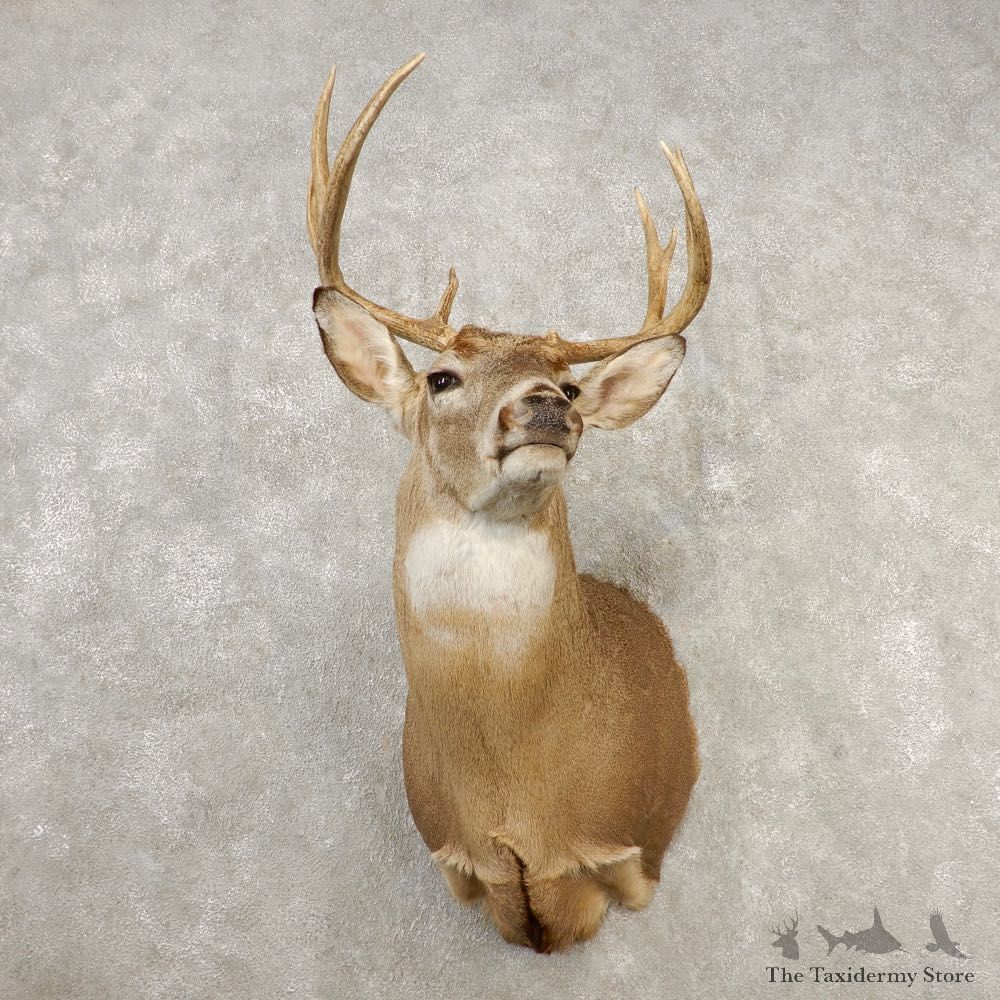 Whitetail Deer Shoulder Mount #21658 For Sale - The Taxidermy Store