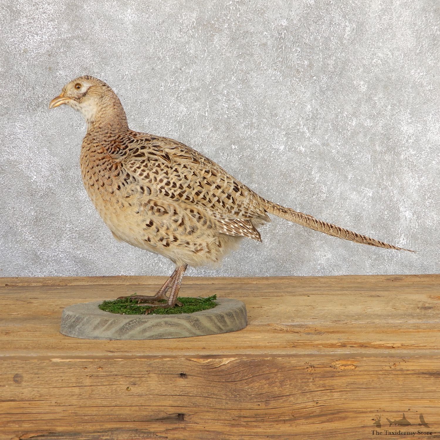 Hen Ringneck Pheasant Bird Mount For Sale #19786 @ The Taxidermy Store