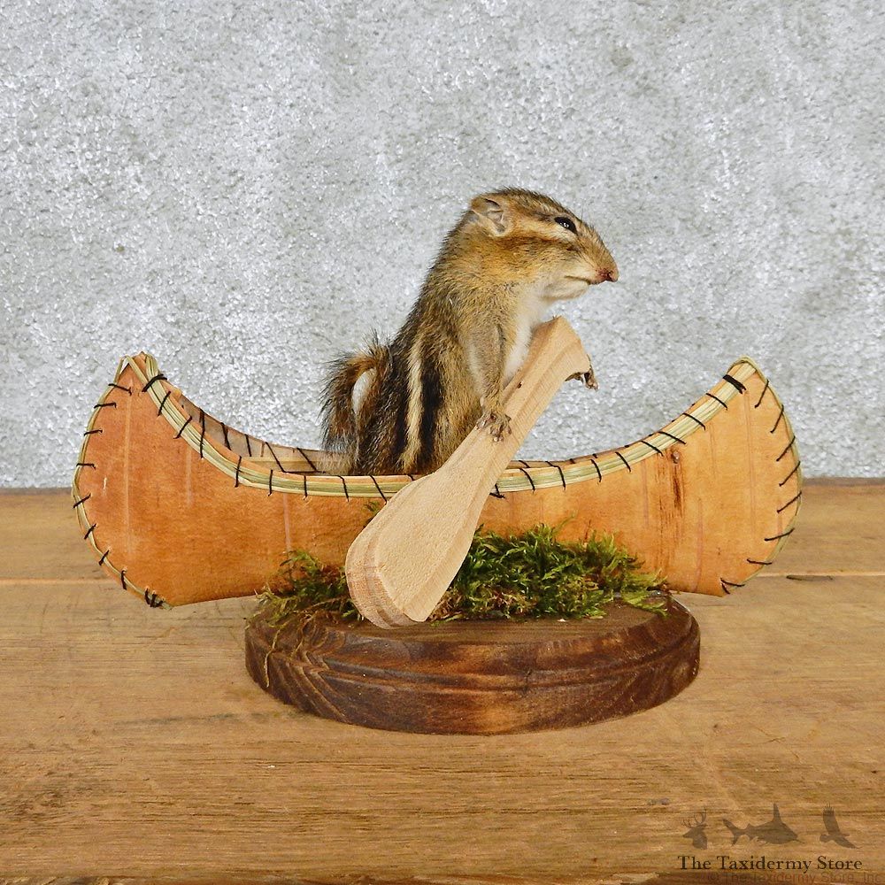 Novelty Canoe Chipmunk Taxidermy Mount #12583 For Sale @ The Taxidermy Store