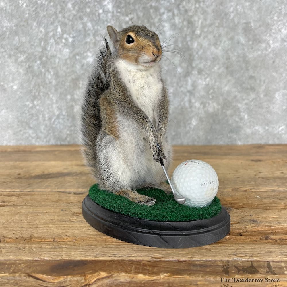Golfing Squirrel Novelty Taxidermy Mount - 25543 @Taxidermy Mount For Sale