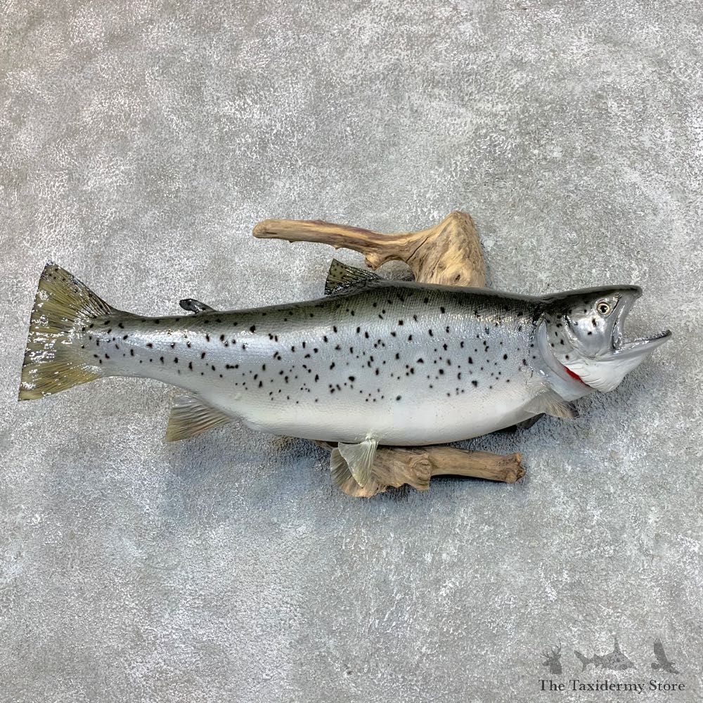 Lake Phase Brown Trout Fish Mount For Sale #22497 @ The Taxidermy Store