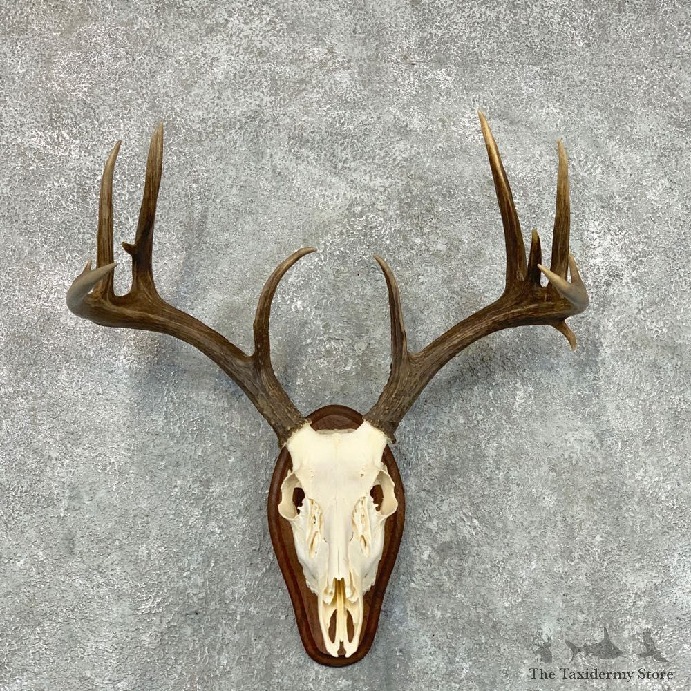 Whitetail Deer Skull European Mount For Sale #22662 @ The Taxidermy Store