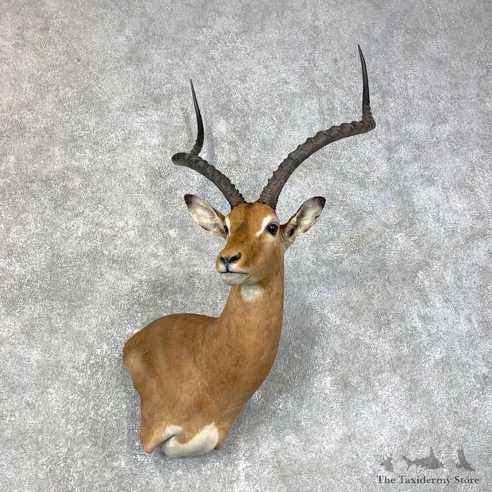 East African Impala Shoulder Mount For Sale #23986 @ The Taxidermy Store