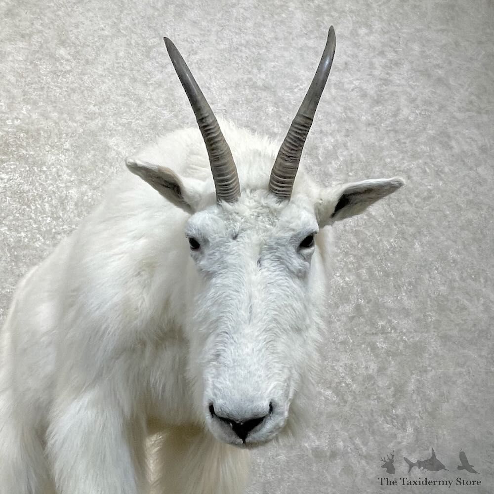Mountain Goat Life-Size Mount For Sale #27791 @ The Taxidermy Store