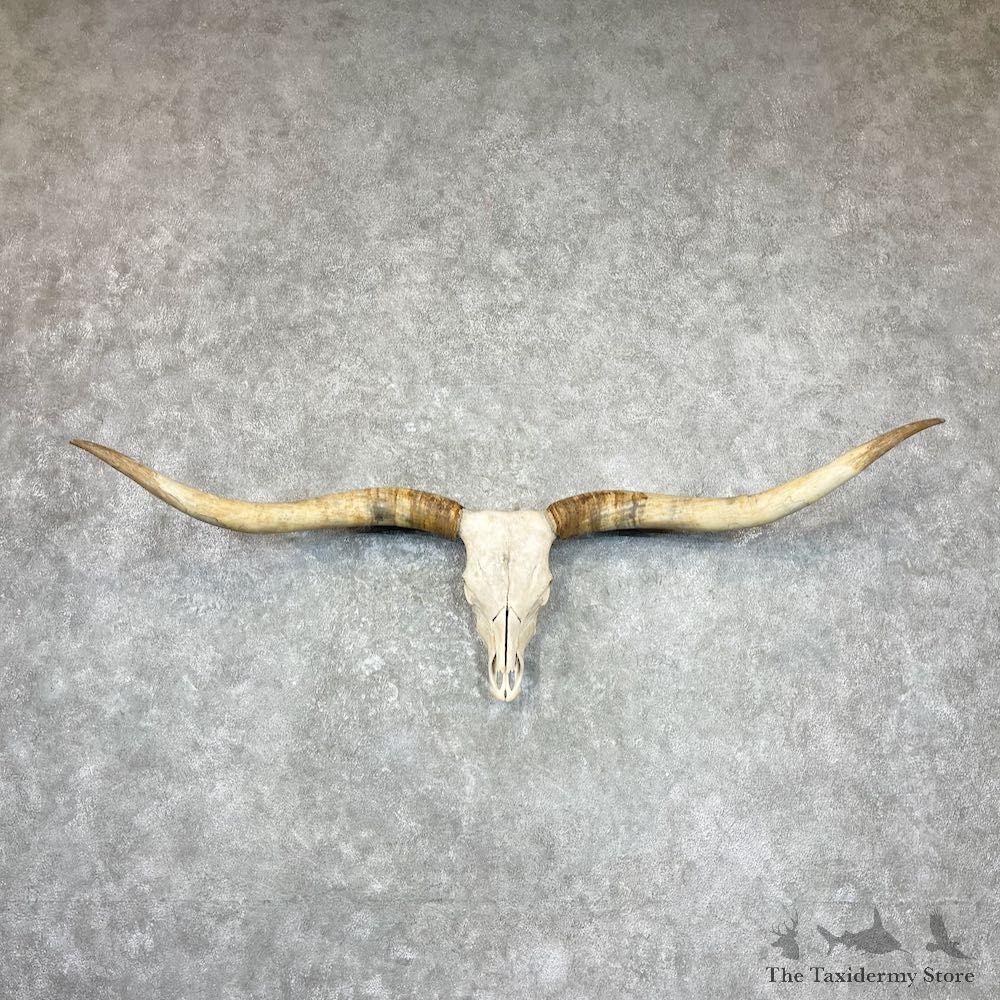 Longhorn Steer Skull European Mount For Sale #27039 @ The Taxidermy Store