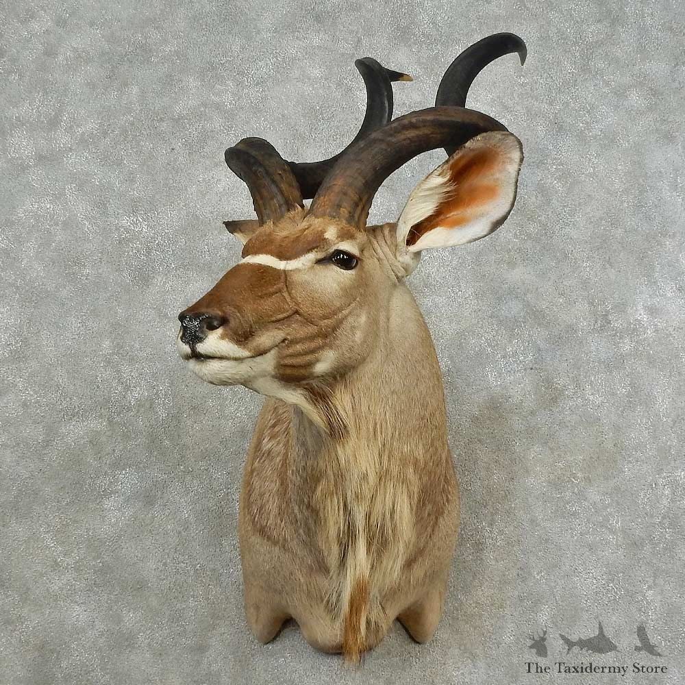 Greater Kudu Shoulder Mount For Sale #16701 @ The Taxidermy Store