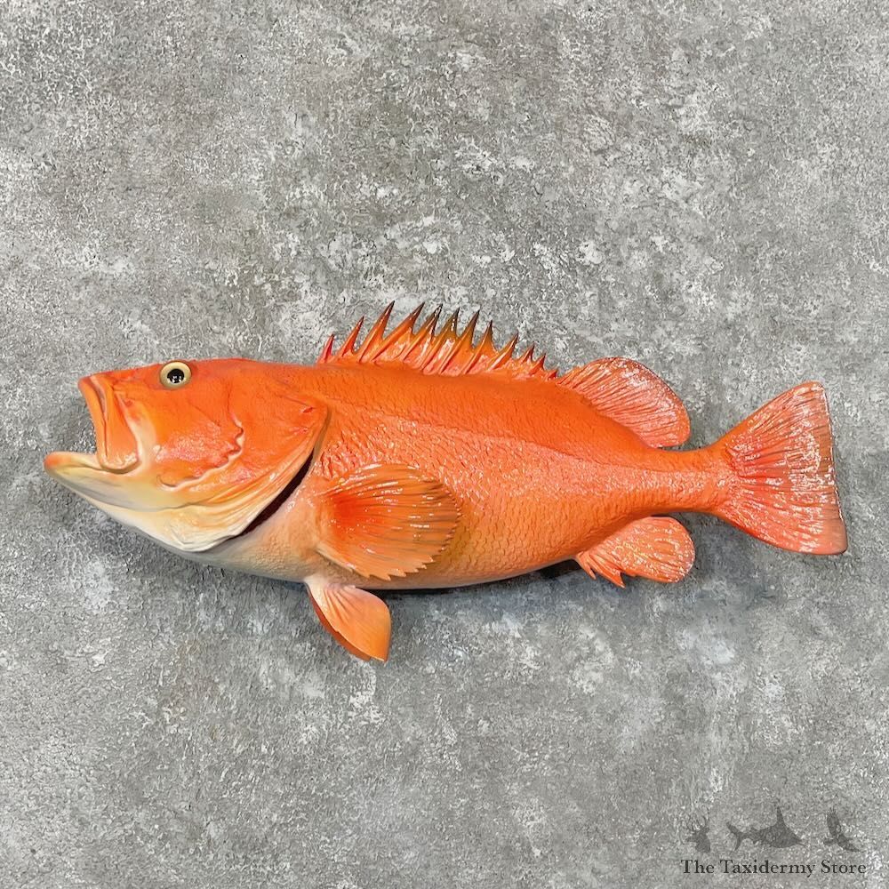 Yelloweye Rockfish Fish Mount For Sale #27708 @ The Taxidermy Store