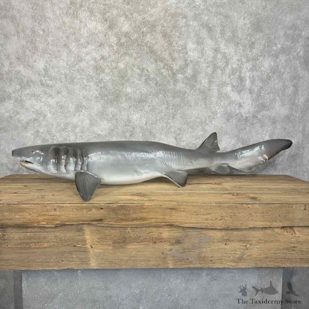 Frilled Shark Replica Mount For Sale #31967 @ The Taxidermy Store