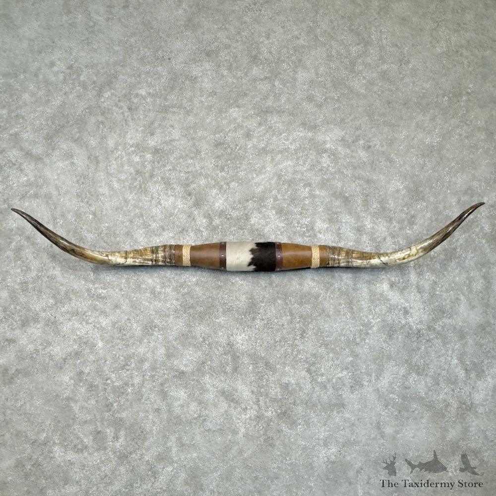 Longhorn Steer Plaque For Sale #29755 @ The Taxidermy Store