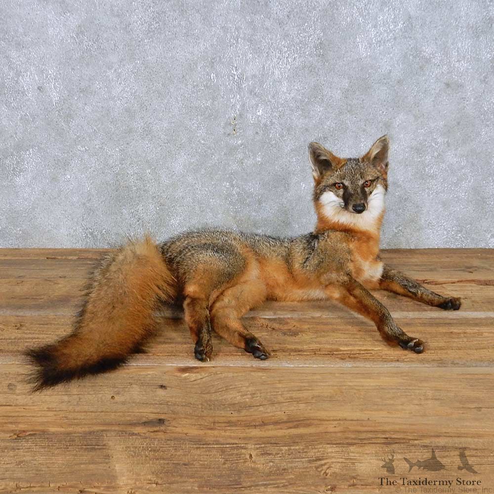 Gray Fox Life-Size Mount For Sale #14980 @ The Taxidermy Store
