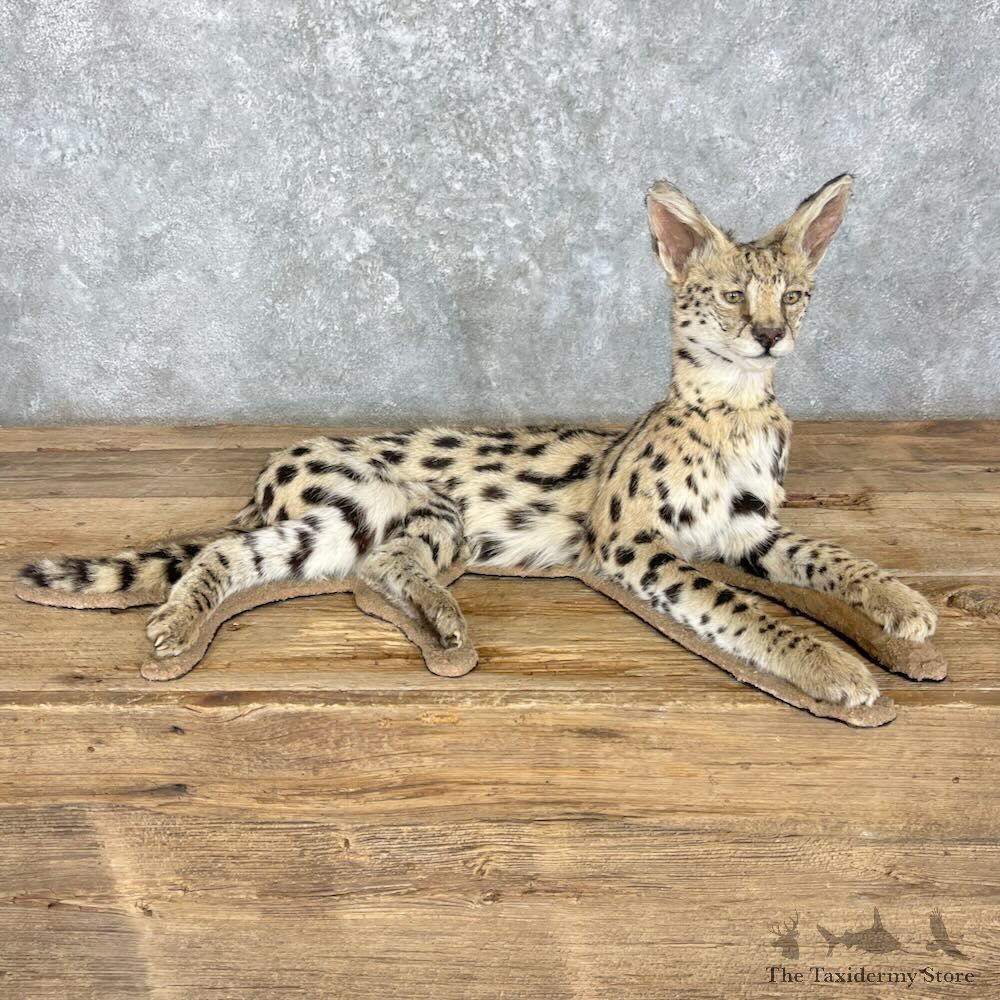 African Serval Cat Life-Size Mount For Sale #27359 @ The Taxidermy Store