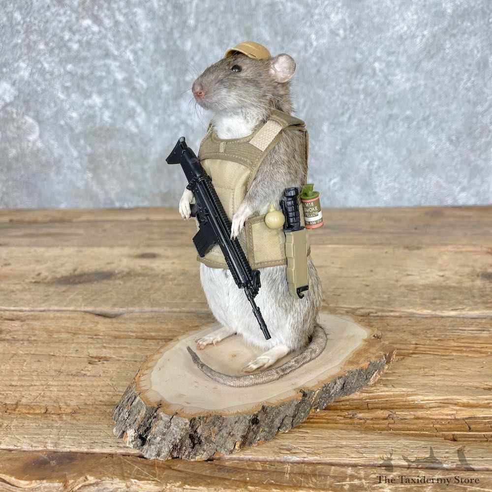 Tactical Rat Novelty Mount For Sale #26541 @ The Taxidermy Store