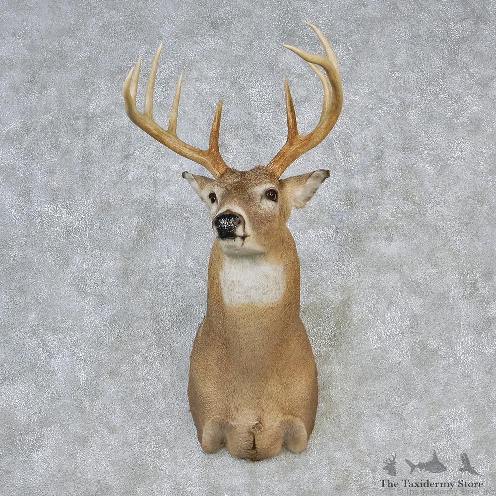 Whitetail Deer Shoulder Taxidermy Head Mount #12632 For Sale @ The Taxidermy Store